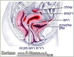 הצגת מערכת המין הנשית ואיך נראת רירית רחם תקינה